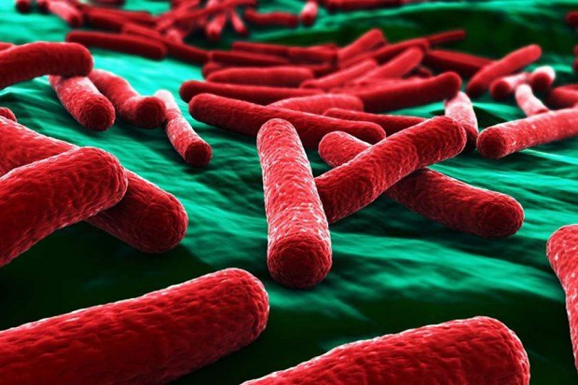 фото бактерии